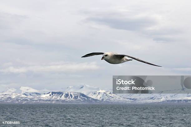 Photo libre de droit de Fulmar banque d'images et plus d'images libres de droit de Ailes déployées - Ailes déployées, Animaux à l'état sauvage, Archipel du Svalbard