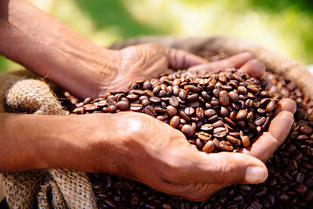 Holding fresh coffee beans - A Person's Palm Cupping Freshly Roasted Aromatic Coffee Beans