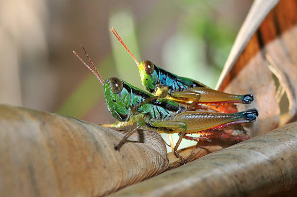Grasshoppers Grasshoppers are insects of the order Orthoptera, suborder Caelifera. Grasshopper species which change colour and behaviour at high population densities are called locusts. Grasshoppers are plant-eaters, sometimes becoming serious pests of cereals and other crops, especially when they swarm in their millions as locusts and destroy crops over wide areas. They protect themselves from predators by camouflage; when detected, many species attempt to startle the predator with a brilliantly-coloured wing-flash while jumping with their strong hind legs and (if adult) also flying, usually for a short distance.  orthoptera stock pictures, royalty-free photos & images