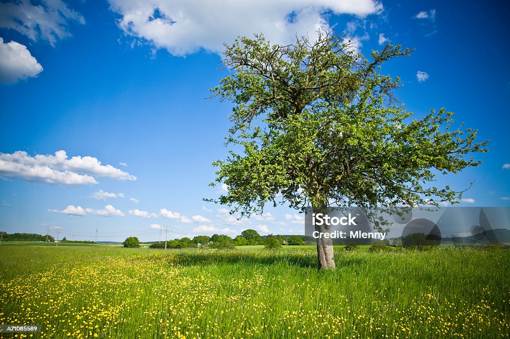 Lindo árvore de verão - Foto de stock de Azul royalty-free