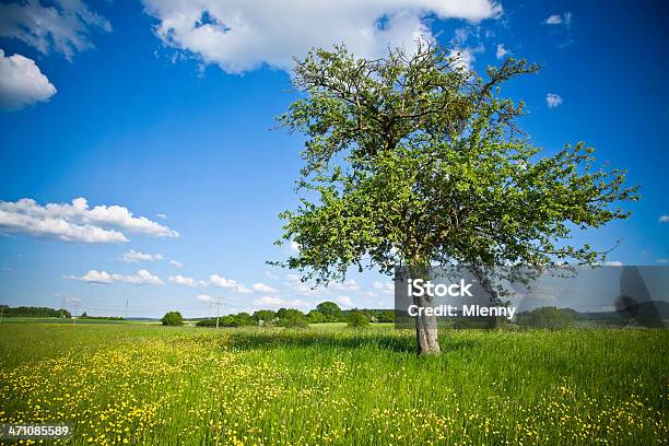 Foto de Lindo Árvore De Verão e mais fotos de stock de Azul - Azul, Beleza, Beleza natural - Natureza