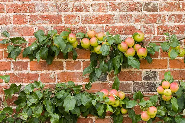 Espalier Apple Tree, with eating apples, trained across the brickwall of a Kitchen Garden