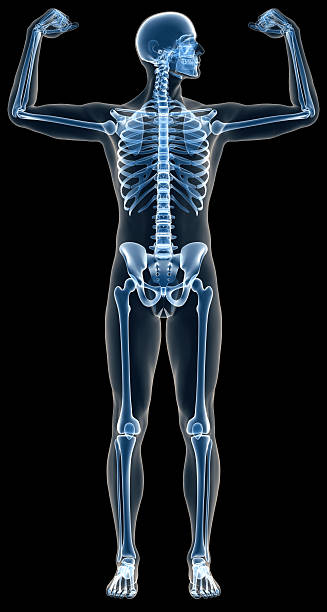 istock X-ray human body of a man with skeleton for study 471086545