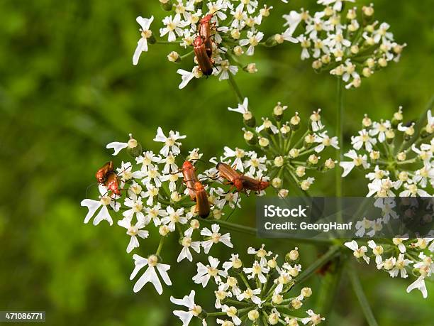 Beetles Rojo Foto de stock y más banco de imágenes de Aire libre - Aire libre, Animales salvajes, Apareamiento