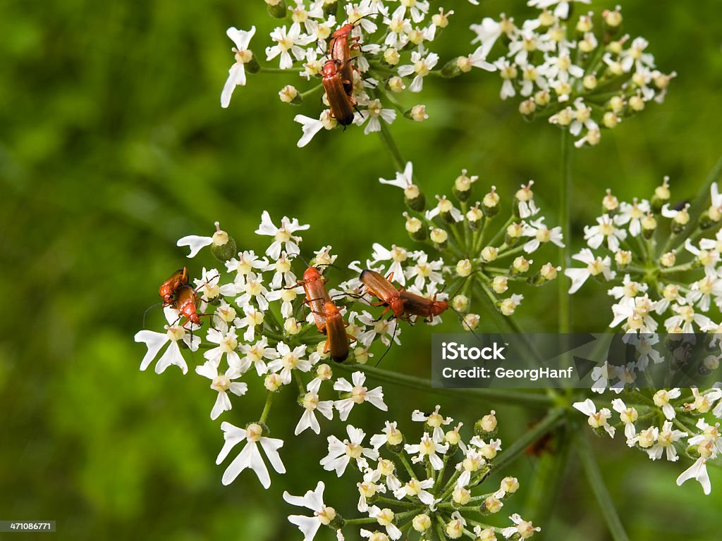 Besouros vermelhos - Foto de stock de Acasalamento de animais royalty-free