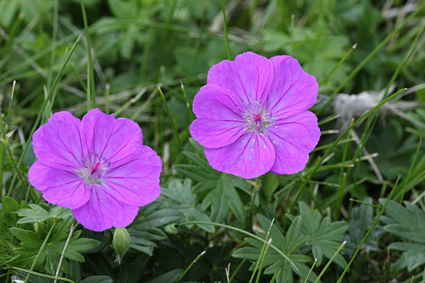 Blood or bloody cranesbill Geranium sanguineum