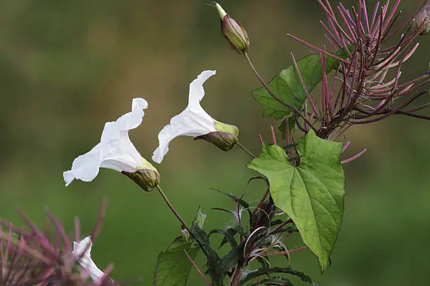 A typical clambering wild flower of the UK summer. This photo displays the flower in side view, with leaf and bud.