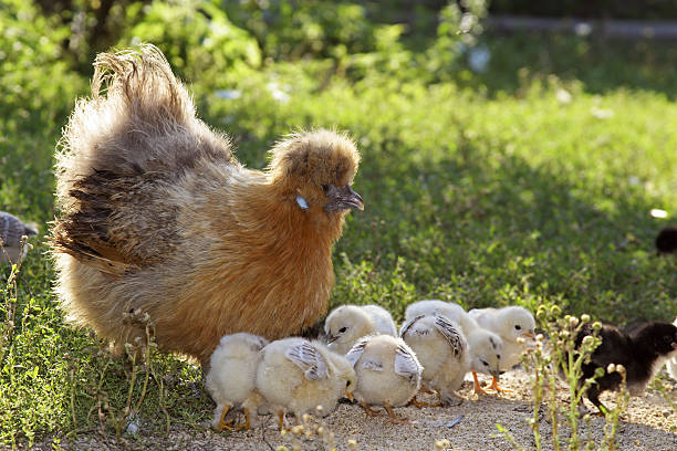 istock Brood hen - mother Chicken 471086887