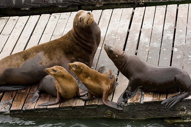 istock Sea Lion Family on a Dock 471086939