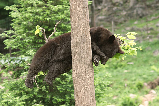 Bear Cub Asleep in Tree stock photo