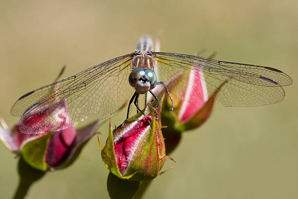 Dragonfly on a Rosebud stock photo