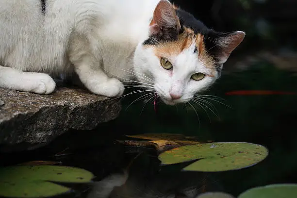 A calico cat peers down into a lily pond with gold fish in the water below