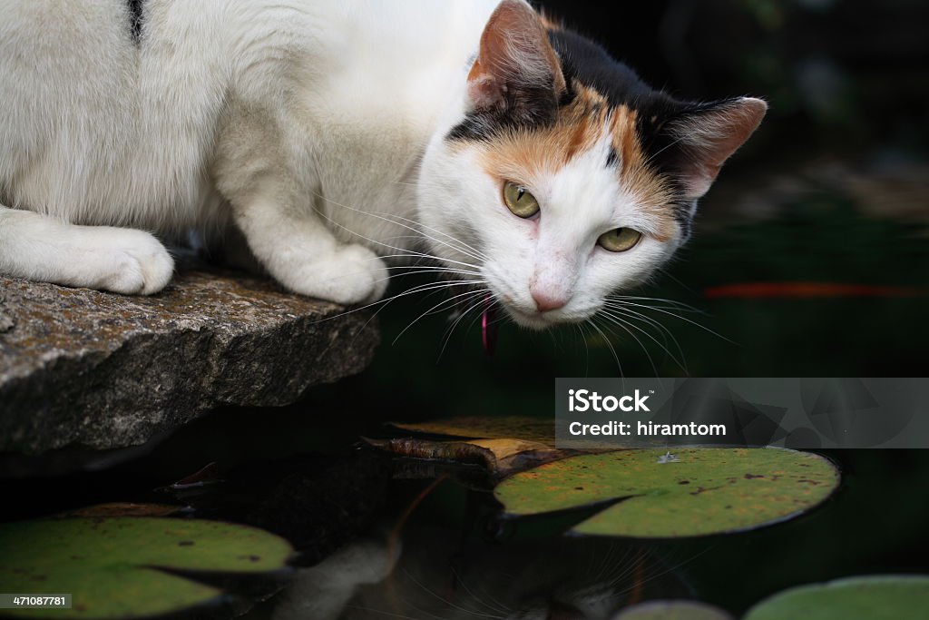 Kot, Złota rybka i Lilypond - Zbiór zdjęć royalty-free (Kot domowy)