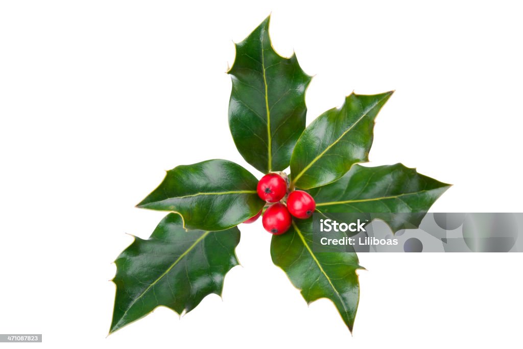 Holly Mit Clipping Path (XXL - Lizenzfrei Stechpalme Stock-Foto