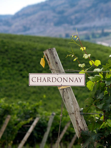 grapevines chardonnay - kelowna chardonnay grape vineyard grape imagens e fotografias de stock