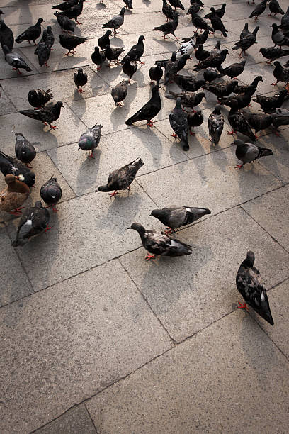 istock Pigeons of St. Mark's 471088017