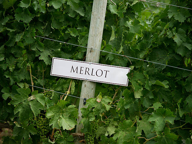 vitigni di merlot - okanagan vineyard okanagan valley valley foto e immagini stock