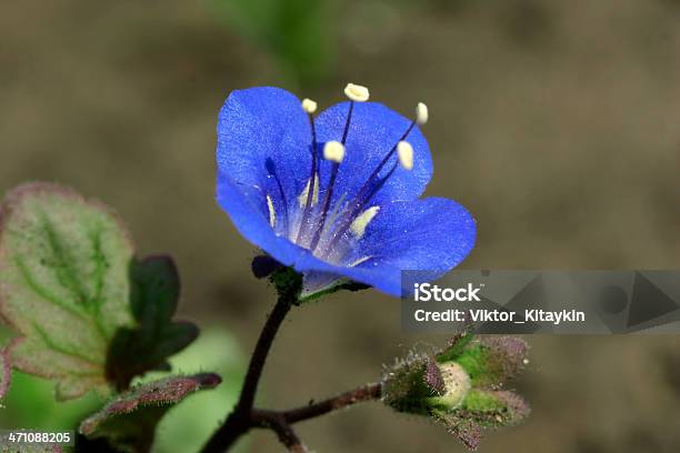 Campainha - Fotografias de stock e mais imagens de Afiado - Afiado, Ao Ar Livre, Azul