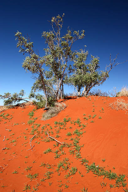 40+ Deserto Pietroso Di Sturt Immagine Foto stock, immagini e