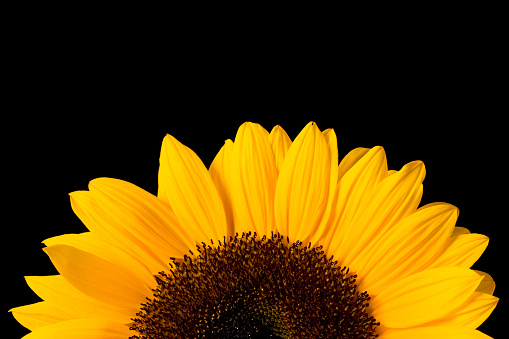 Beautiful sunflower isolated on black.