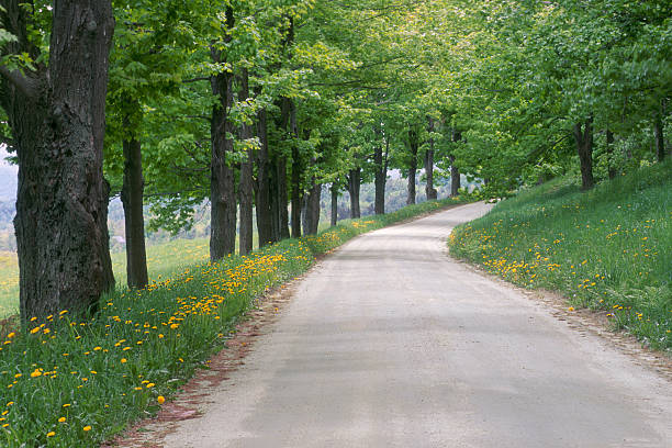 Tree lined rural dirt road through dandilion field.