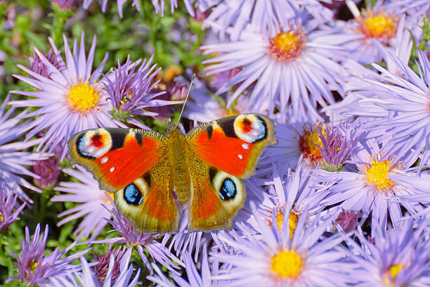 Peacock butterfly (Aglais io) stock photo