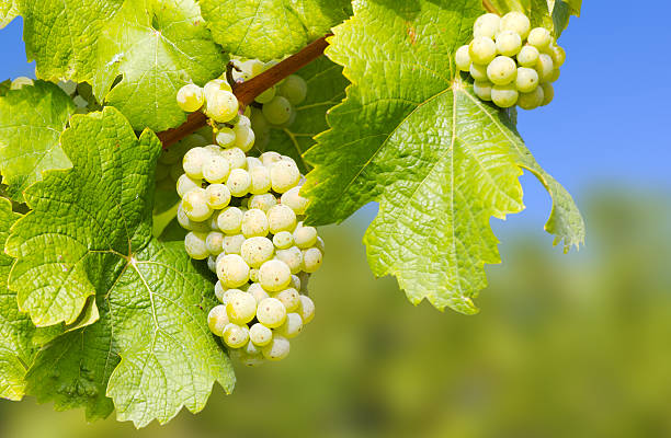 Wine grapes stock photo