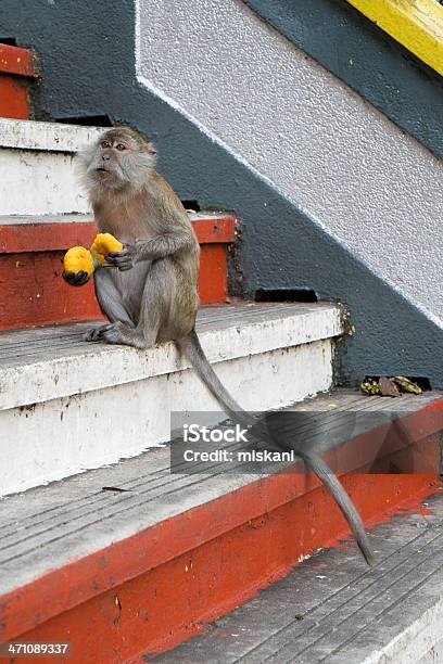 Macaque On Stairs Stock Photo - Download Image Now - Animal, Animal Body Part, Animal Hair