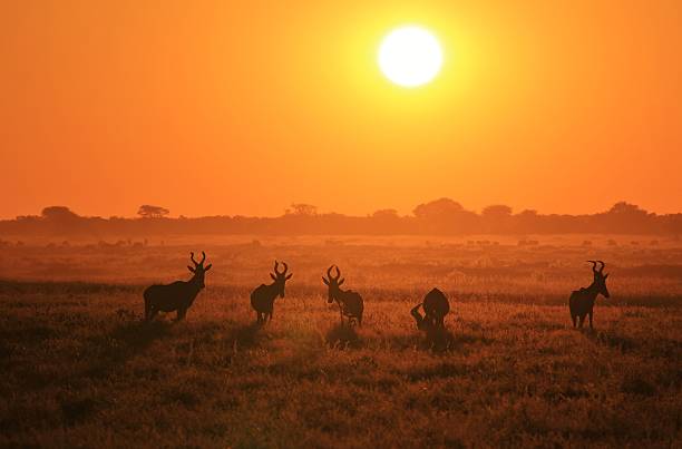 istock Red Hartebeest - Golden Freedom and Wildlife Background 471089640