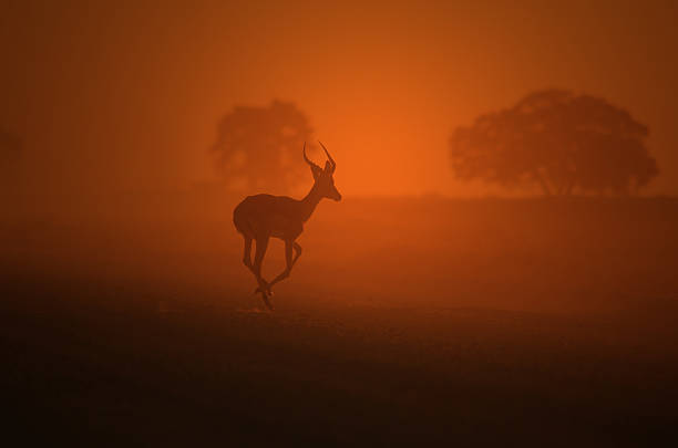 Impala corrida-vida selvagem africana e pôr do sol de fundo - foto de acervo