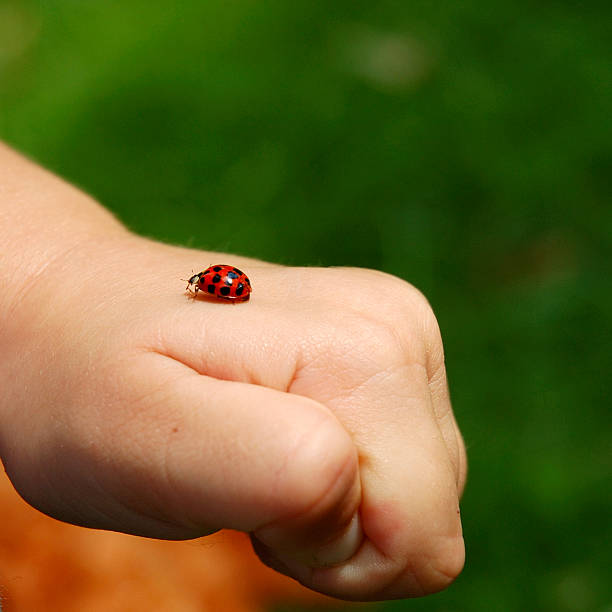 Coccinella su la mano di un bambino - foto stock