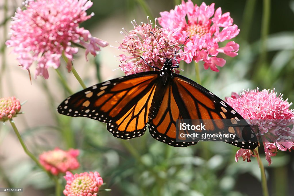 Papillon de l'été - Photo de Ailes déployées libre de droits