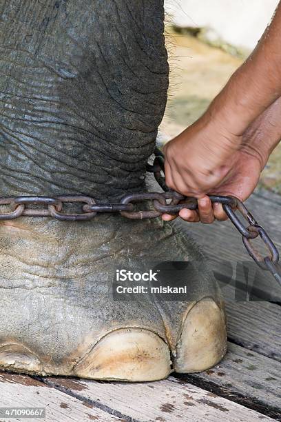 Chained Elephant Stockfoto und mehr Bilder von Elefant - Elefant, Kette - Gebrauchsgegenstand, Aktivitäten und Sport
