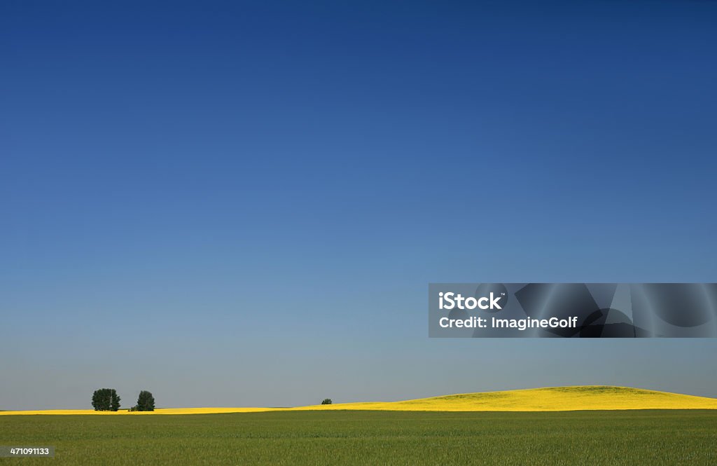 Prairie niebo i Canola - Zbiór zdjęć royalty-free (Bez ludzi)