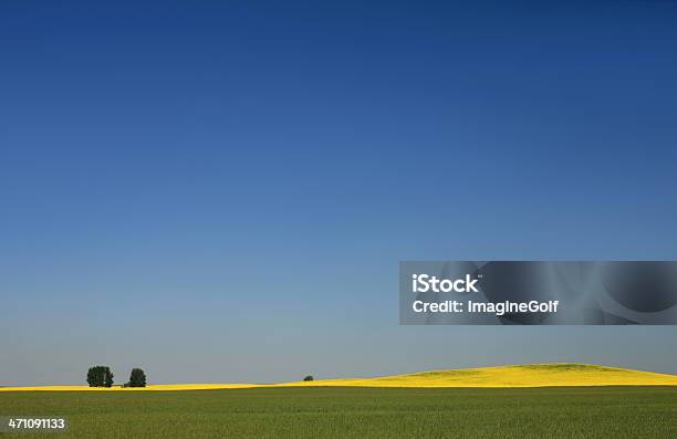 Pradaria Céu E Canola - Fotografias de stock e mais imagens de Agricultura - Agricultura, Ajardinado, Amarelo