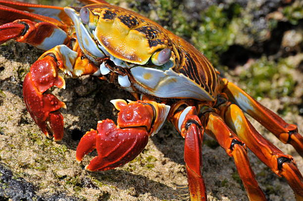 Granchio corridore - foto stock