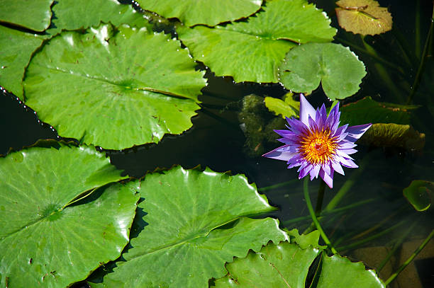 Roxo lírio d'água - foto de acervo