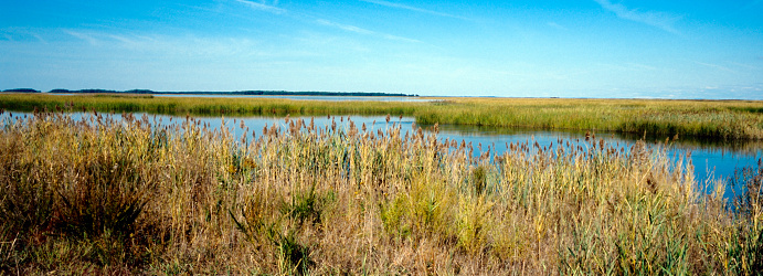 Marshlands at Bombay Hook National Wildlife Refuge, Delaware.