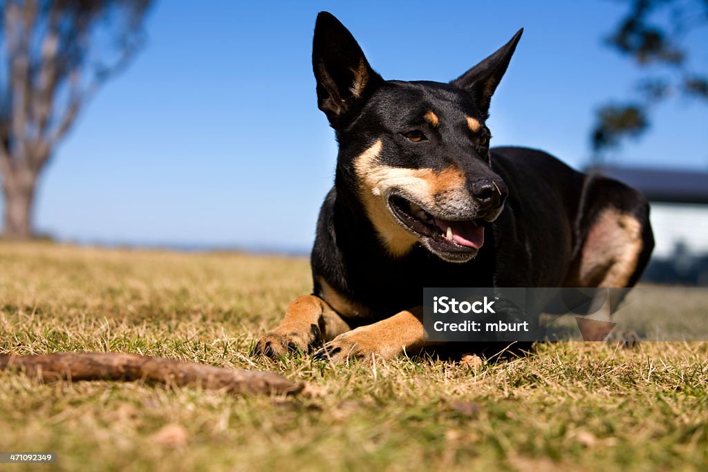 Australian de perro - Foto de stock de Kelpie australiano libre de derechos