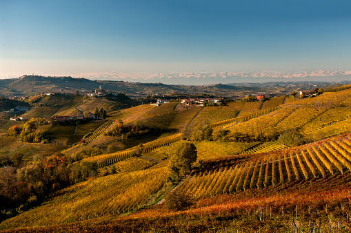 Vineyards in autumn, hills of the Langhe, mountains on background