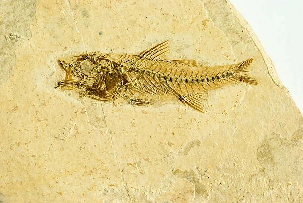 istock Fossils:  Fish Skeleton in Jurassic Sandstone 471093143
