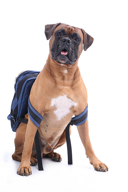 schooldog - dog education backpack boxer photos et images de collection