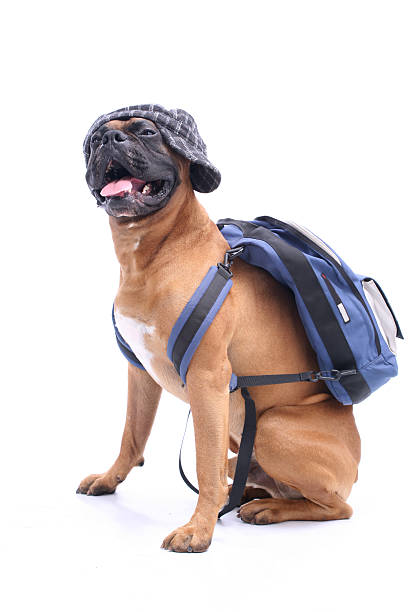 schooldog - dog education backpack boxer photos et images de collection