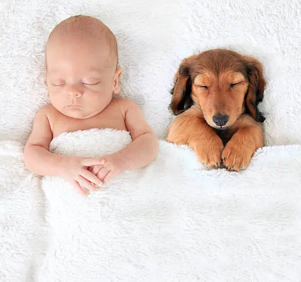 Sleeping newborn baby alongside a dachshund puppy.