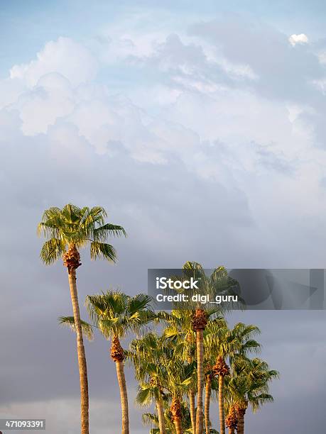 Palm Grove W Ciepłe Światło - zdjęcia stockowe i więcej obrazów Bez ludzi - Bez ludzi, Chmura, Drzewo