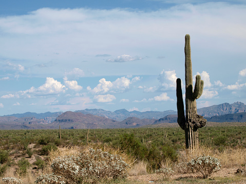 An old Saguaro Cactus decays in the heat of the Sonoran Desert outside of Phoenix, Arizona.