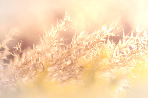 Morning light over the wildflowers 