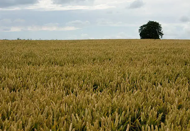 Irish wheat field after a summer storm