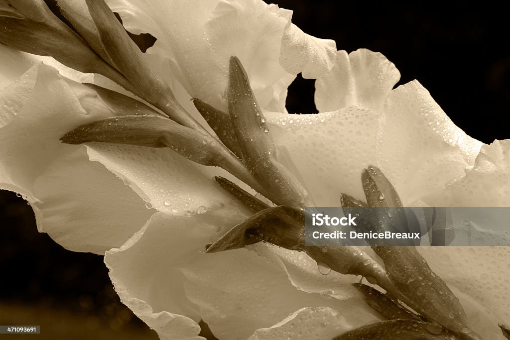 White Gladiolus rear view of wet, white gladiolus, in sepia Dew Stock Photo