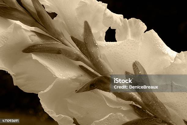 White Gladiolus Stock Photo - Download Image Now - Dew, Drop, Flower